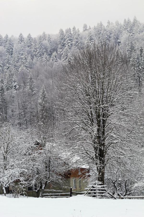 багрівчанка Yaremche
